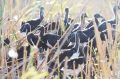 An Ibis colony with thousands of infant birds in the Macquarie Marshes .