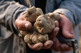 Thanks to steady rain in northern Italy this year, white truffles are likely to be in abundance.