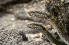 Galapagos snakes feature in surprising abundance during the series <i>Planet Earth 2</I>. 