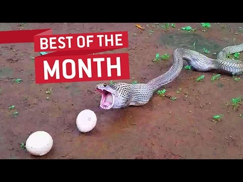 Best Videos Compilation September 2016 || JukinVideo