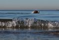 A dog paddles in the waters at Middle Beach, during Thursday's hot spell. 