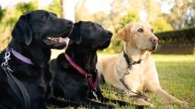 Golden Retriever/Labrador X dogs in training to be guide dogs. 