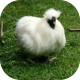 White_chicken