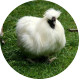 White_chicken