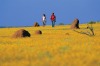 Wildflower season in Mullewa, Western Australia.