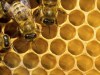 Working bees in the honey cells