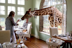 Meet the residents for breakfast at Giraffe Manor.