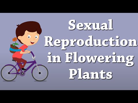 Sexual Reproduction in Flowering Plants