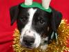 Woolies axes Xmas dogs’ home appeal