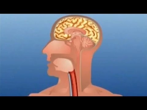 Learn - Human Body Part - Internal - Kids Educational Videos