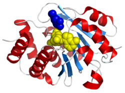 Catechol-O-methyl transferase 3bwm.png