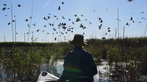 Professor Richard Kingsford wades into an Ibis colony in the Macquarie Marshes. A flood has brought a breeding event ...