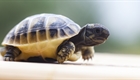 Turtle falls out of luggage on Jetstar flight