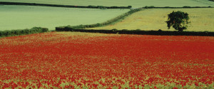 The Somme