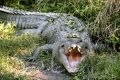 A crocodile on the banks of the Daintree River, north of Cairns.