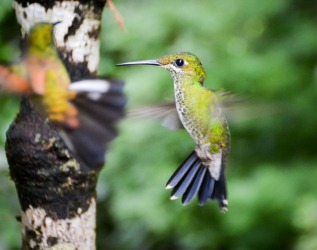 During a visit to the Monteverde Cloud Forest in Costa Rica we visited a Hummingbird garden in which hundreds of birds ...