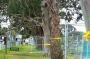  229 trees next to the Beaumaris high school are to be removed.