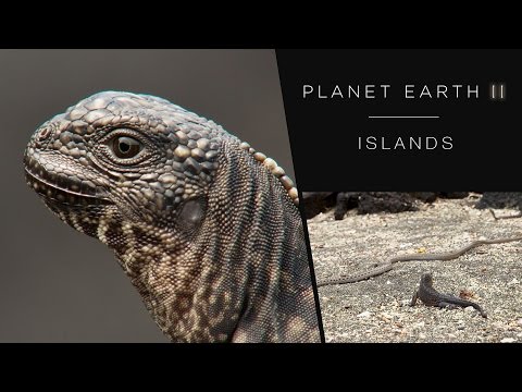 Iguana chased by snakes - Planet Earth II: Islands - BBC One