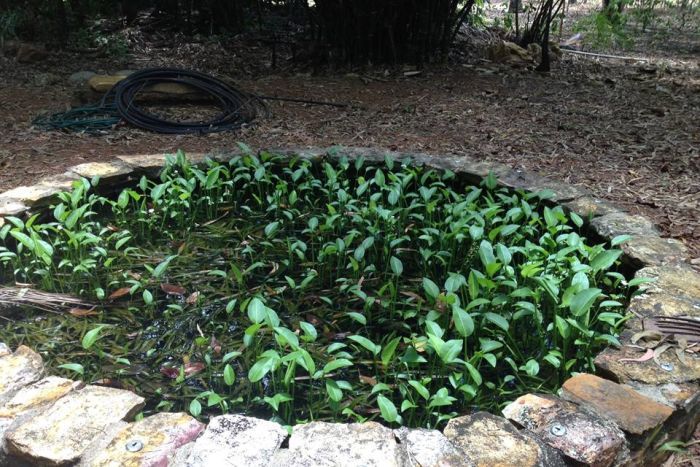 The declared weed Sagittaria has been found thriving in this pond in Darwin's rural area.