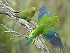 Emergency effort to save endangered parrot
