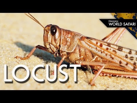 Locust Swarms Can Eat 423 Million Pounds a Day