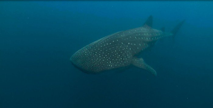 Saving the World's Largest Fish