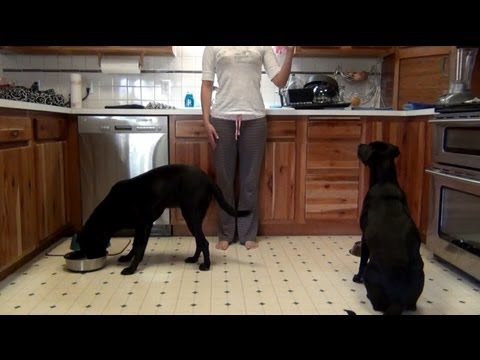 Tika & Sako - My Black Labs at 10 Months Old