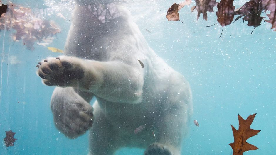 Fiete, a two year-old male polar bear (Ursus Maritimus) from Rostock Zoo.