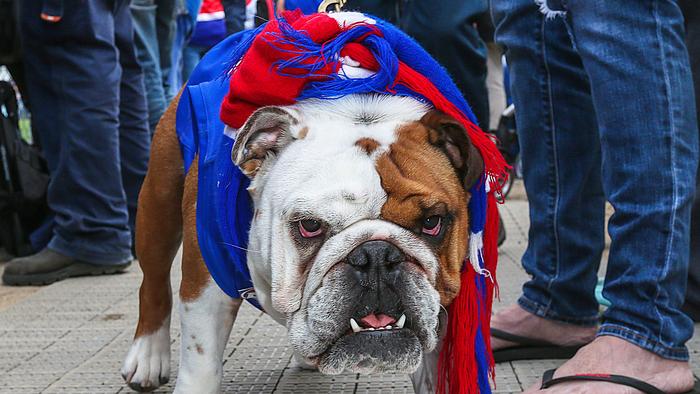 Western Bulldogs fans