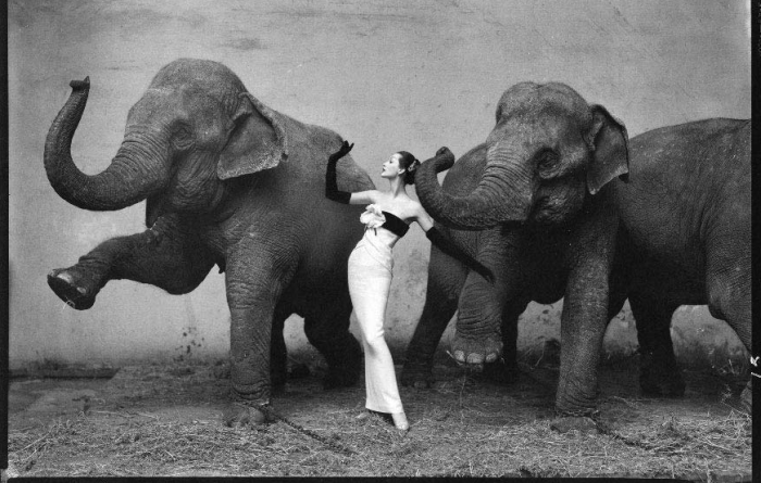 avedon-elephant-picture