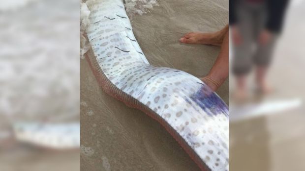 Busselton resident Karen Smith spotted two rare oarfish wash up on the shore near the Busselton Jetty on Friday.