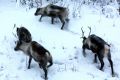 Arctic reindeer are dying in their thousands, unable to adapt to the changing weather patterns.