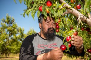Fruit farms in Victoria's North have sub-contracted workers, many Malaysian, working illegally under shocking ...