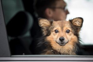 A dog looks out the window from the passenger seat of car in Vilnius, Lithuania, Sunday, Nov. 13, 2016 (AP ...