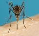 Aedes notoscriptus - better known as the common backyard mosquito. 