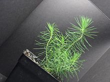 File:Apex reorientation in Pinus pinaster during the first 24h after plant inclination - 1471-2229-10-217-S1.ogv
