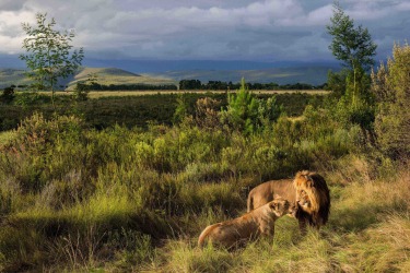 We recently had the good fortune of visiting a game reserve in the stunning Plettenberg Bay area of South Africa. In the ...