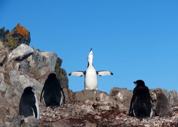 Preaching to his flock or just enjoying the sunshine on a perfect Antarctic day.
