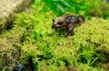 Here she is: the first female Baw Baw frog found in the wild. 