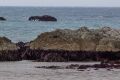 hoto- Ricky Wilson/Fairfax NZ Ward Beach Rocks have risen considerably since a 7.5 earthquake. 