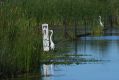 Birds in the Macquarie marshes.