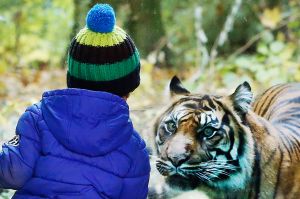 A boy watches a tiger through a glass pane in the zoo in Frankfurt, Germany