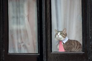 Wikicat: A cat looks out of the window of the Embassy of Ecuador as Swedish prosecutors question Wikileaks founder ...