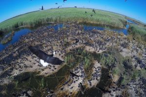 An Ibis colony with thousands of infant birds in the Macquarie Marshes.