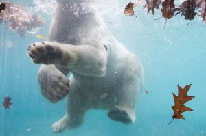 Fiete, a two year-old male polar bear (Ursus Maritimus) from Rostock Zoo.