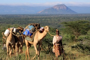 Samburu tribesman leading a camel trip.