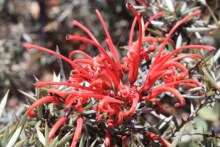 Rare plants bloom after winter rain (ABC Broken Hill)