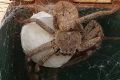 BROODING: This huntsman spider - dubbed 'Hortense' - guards her egg sac in a North Bendigo letterbox. They were born ...