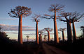 Madagascar succulent woodlands