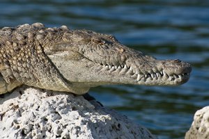 American Crocodile at Biscayne National Park, Florida, USA